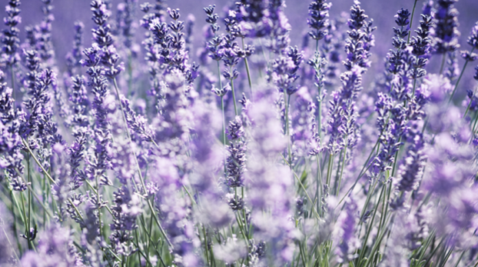 como a lavanda é moida para extrair o oleo